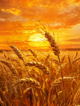 Golden Wheat Sunset Landscape Wall Art Print