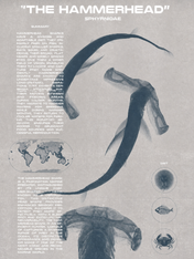 The Hammerhead Shark Educational Wall Art Print - unframed
