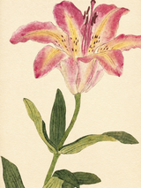 Pink Lily Botanical Wall Art Print