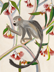 Monkey in Eucalyptus Tree Wall Art Print - unframed