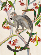 Monkey in Eucalyptus Tree Wall Art Print
