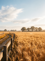 Golden Wheat Field Landscape Wall Art Print