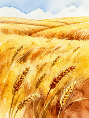 Golden Wheat Field Watercolor Wall Art Print - unframed