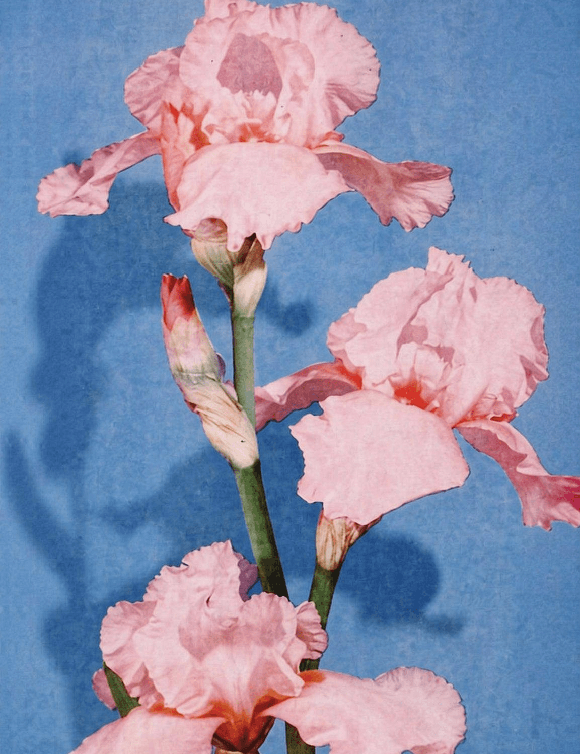 Pink Iris Flower Wall Art Print on Blue Background - unframed