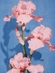Pink Iris Flower Wall Art Print on Blue Background - unframed