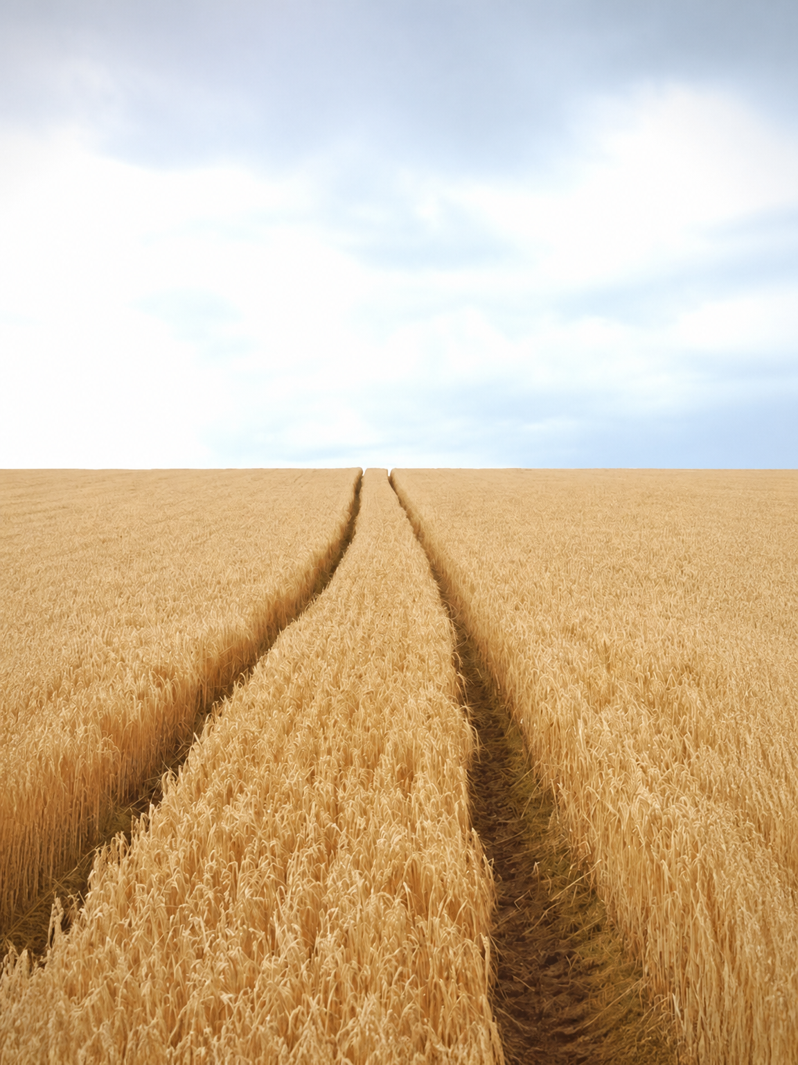 Golden Wheat Field Path Wall Art Print - unframed