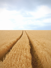 Golden Wheat Field Path Wall Art Print - unframed