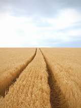 Golden Wheat Field Path Wall Art Print