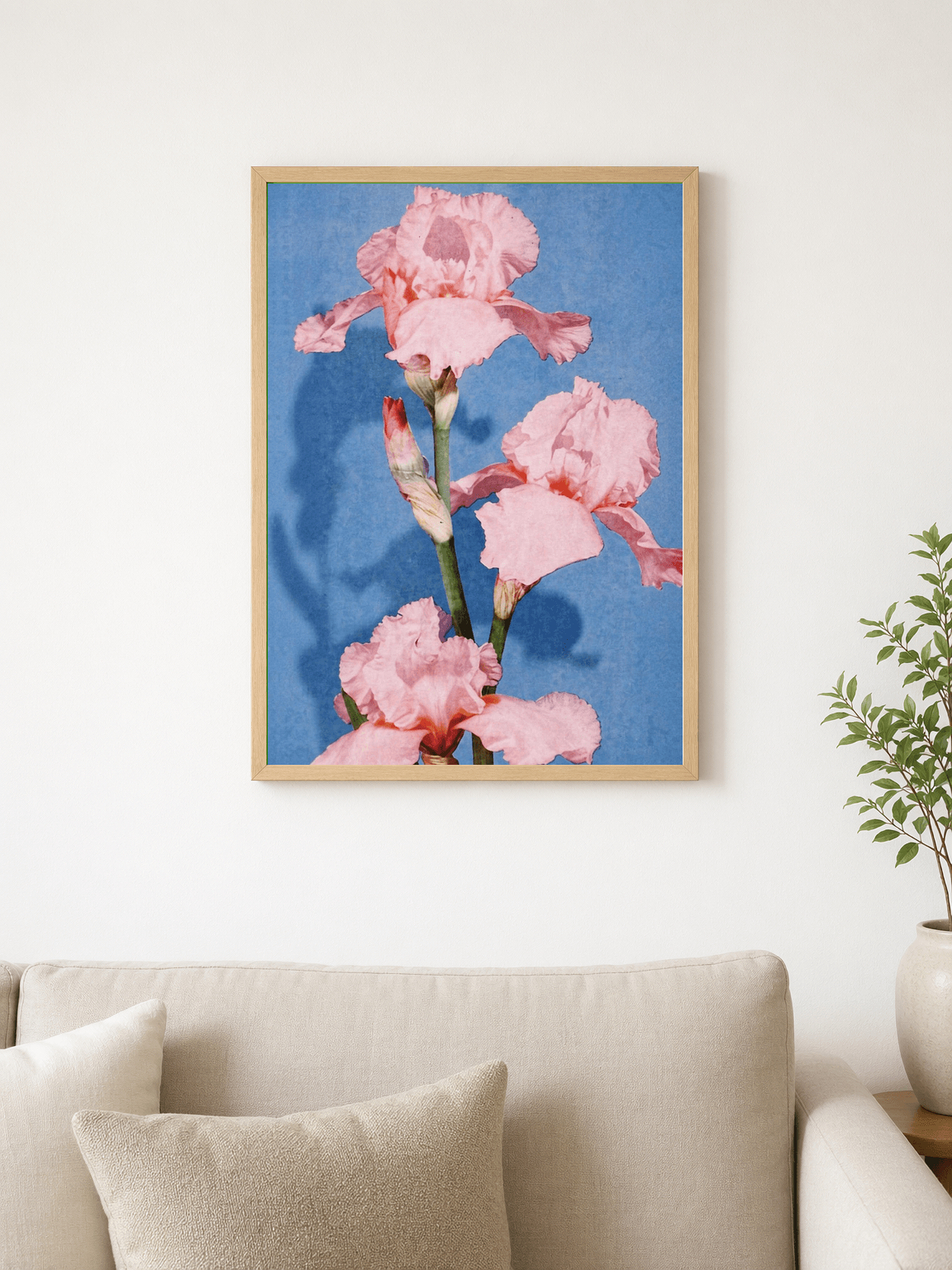 Pink Iris Flower Wall Art Print on Blue Background - wood framed poster