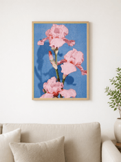 Pink Iris Flower Wall Art Print on Blue Background - wood framed poster